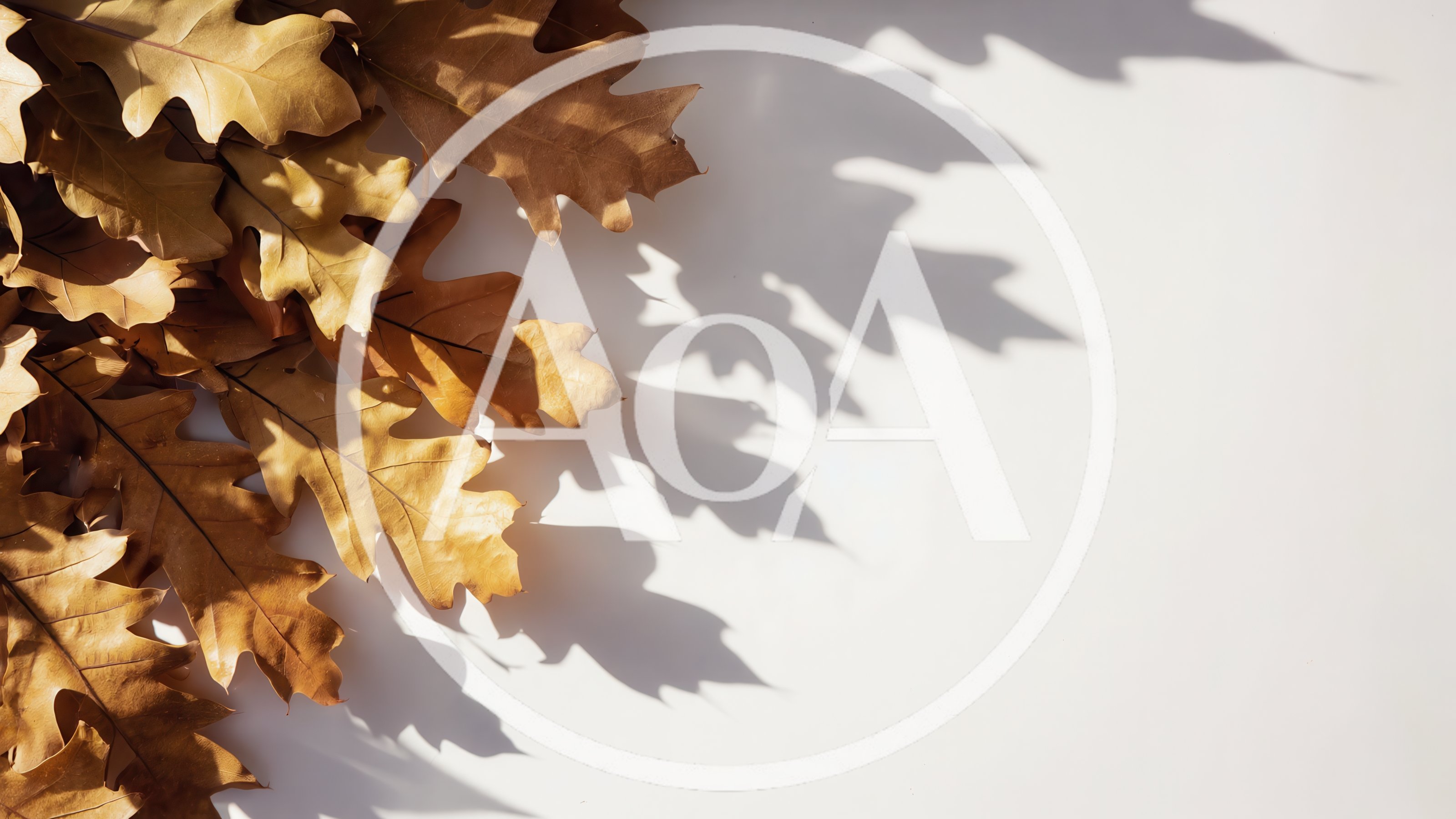 Dried Oak Leaves Arranged on White Background