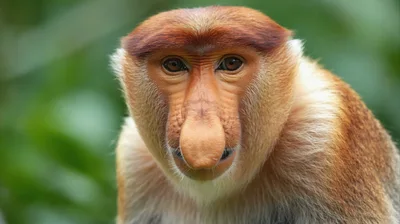 Close Up Portrait Of A Proboscis Monkey