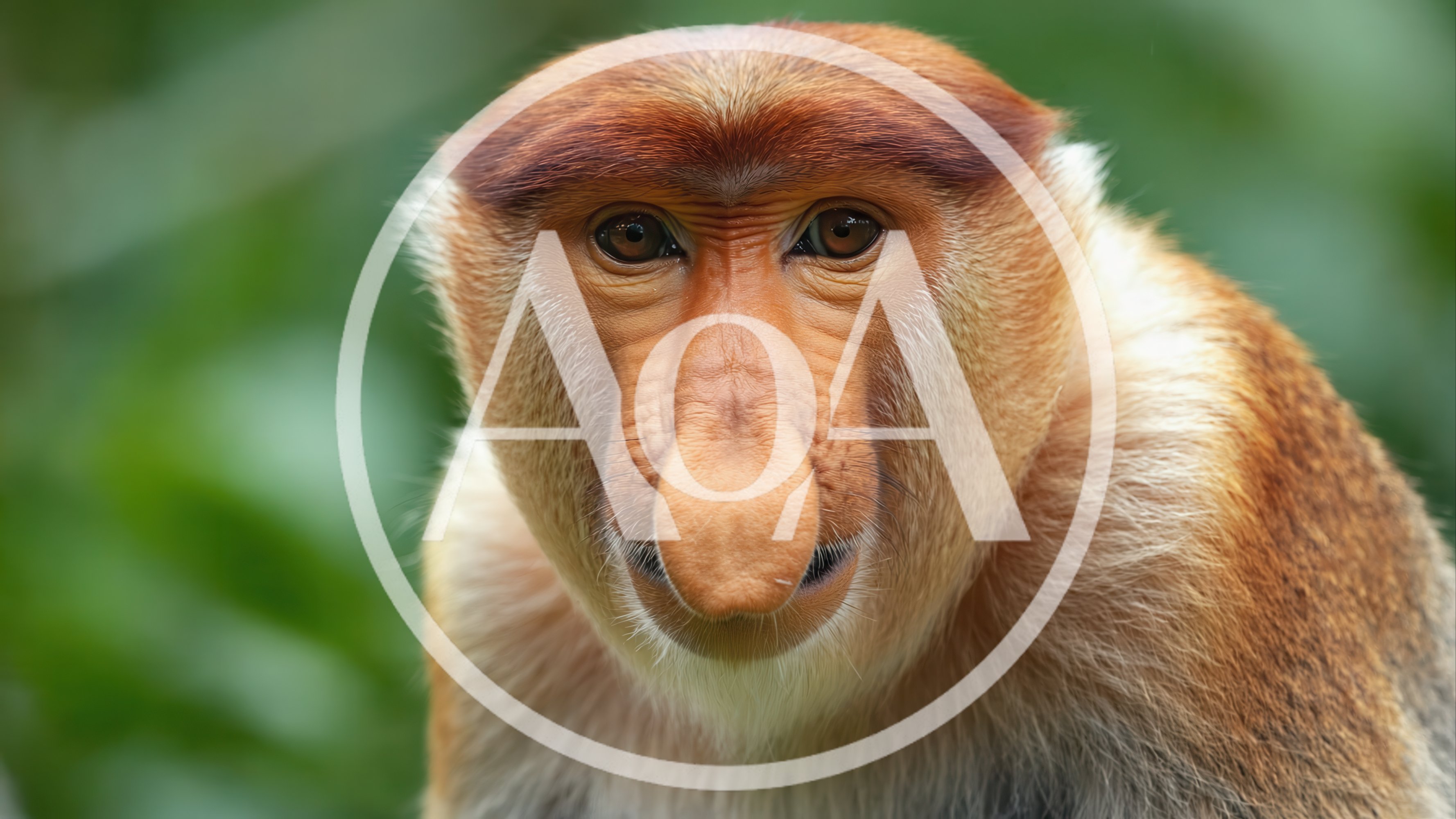 Close Up Portrait Of A Proboscis Monkey