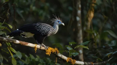 Cariama Cristata Standing on a Mossy Branch