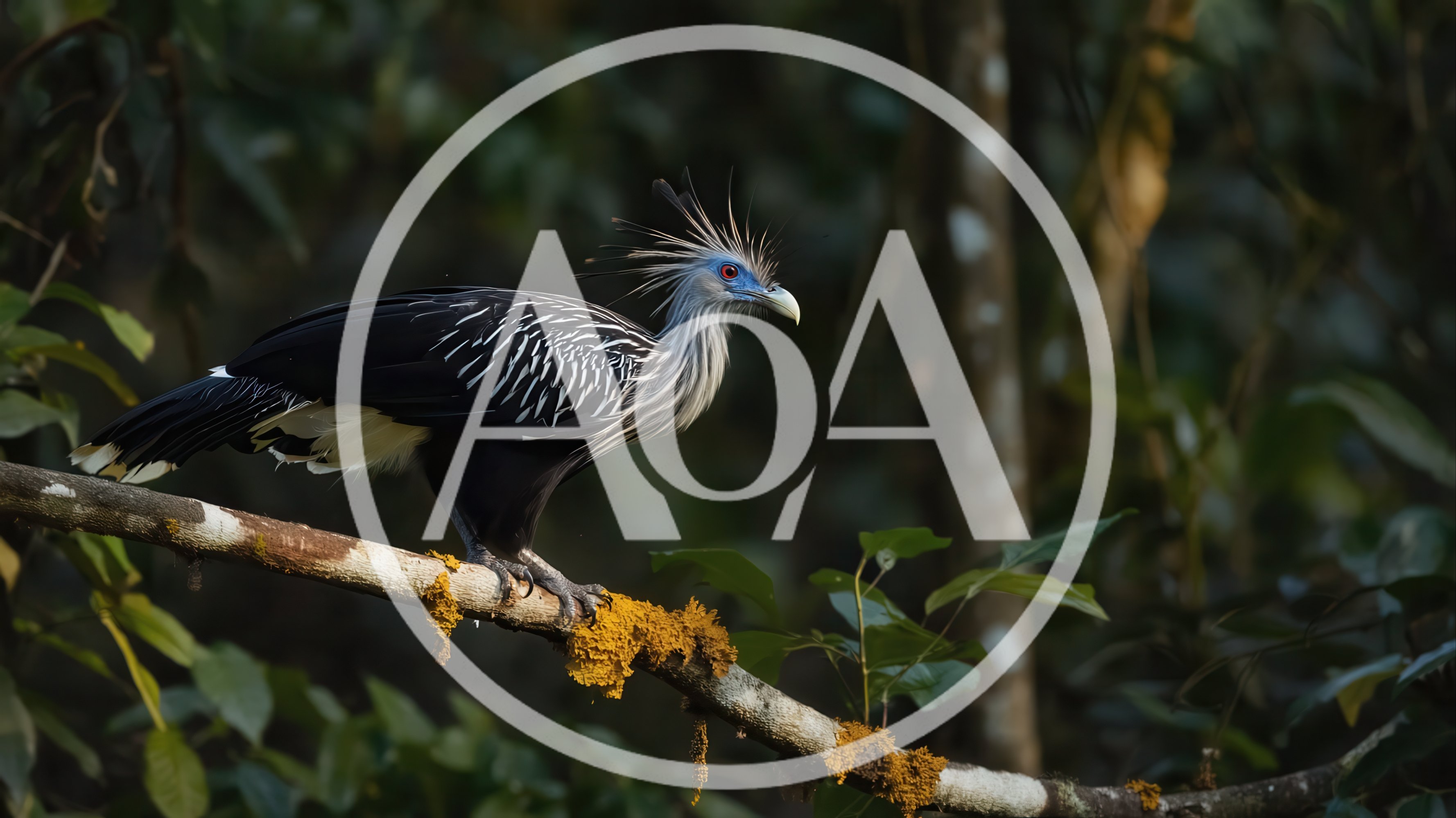 Cariama Cristata Standing on a Mossy Branch