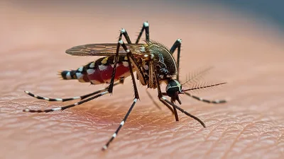 Aedes Aegypti Mosquito Feeding On Human Skin