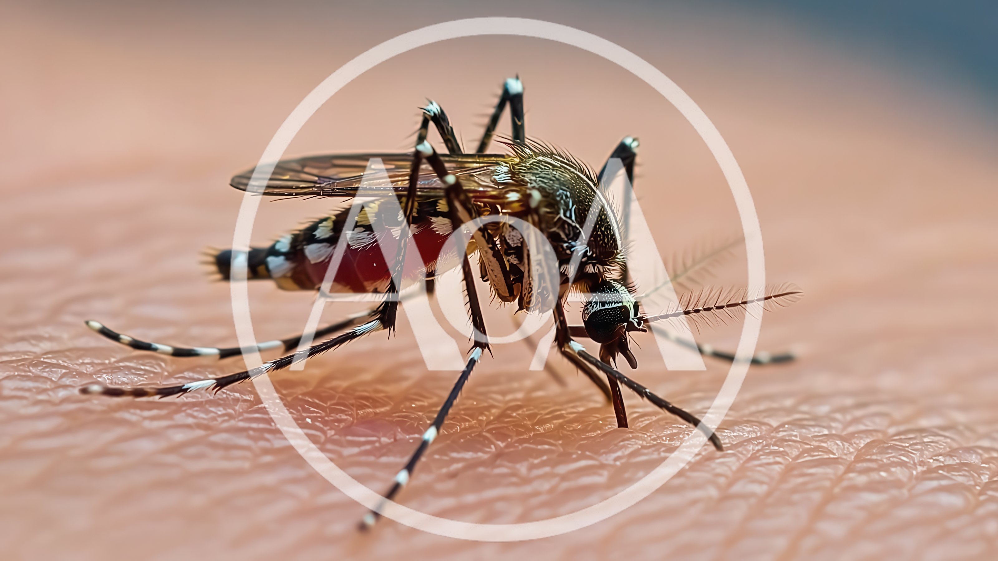 Aedes Aegypti Mosquito Feeding On Human Skin