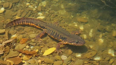 Great Crested Newt Swimming in Shallow Pond Water