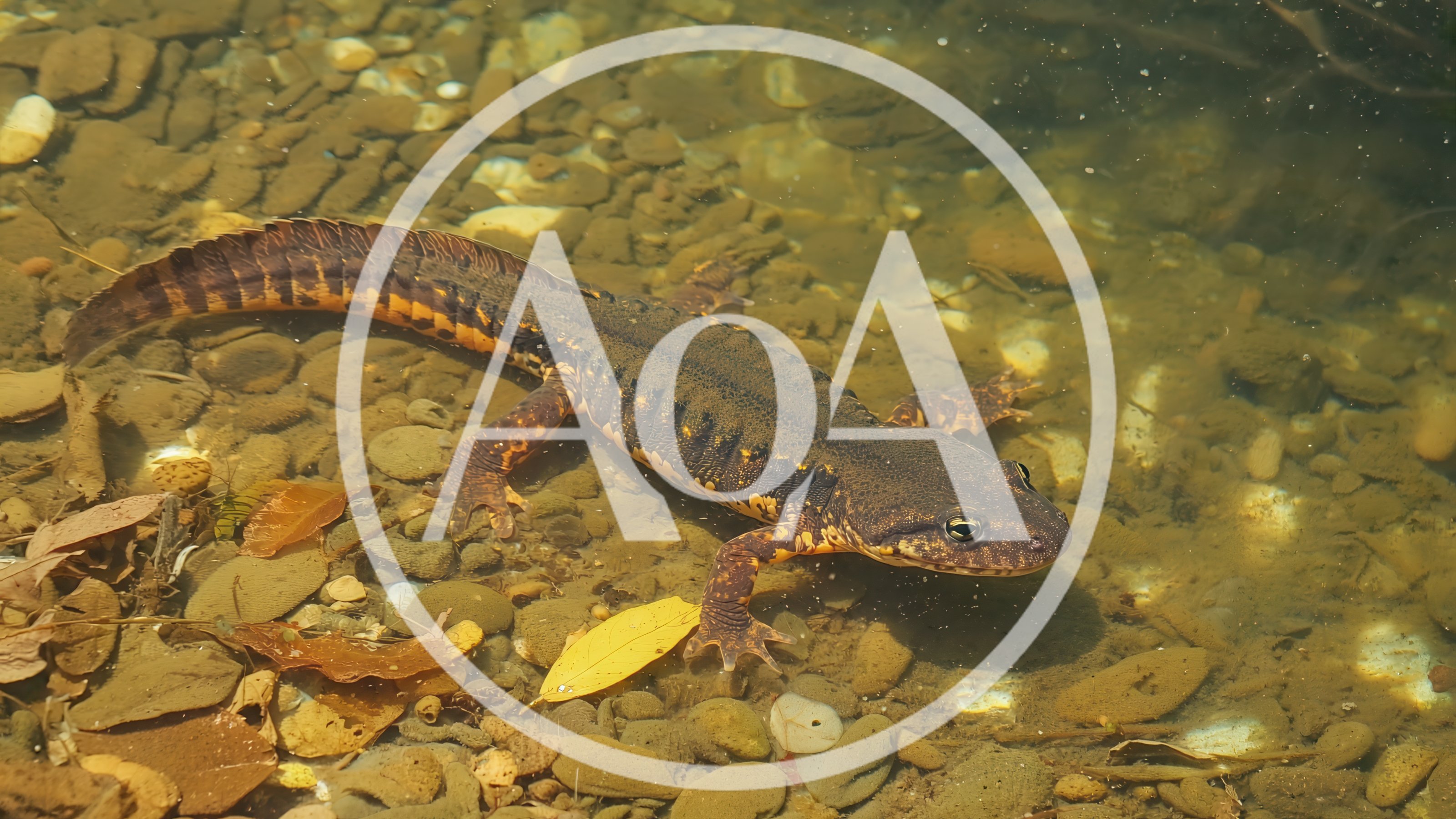 Great Crested Newt Swimming in Shallow Pond Water