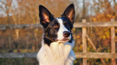 Portrait Of A Border Collie Dog Outdoors