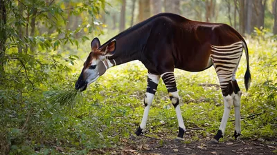 Okapi Grazing in a Lush Forest Setting