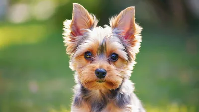 Portrait Of A Cute Yorkshire Terrier Puppy