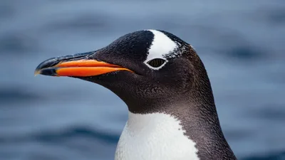 Close Up Portrait Of A Gentoo Penguin