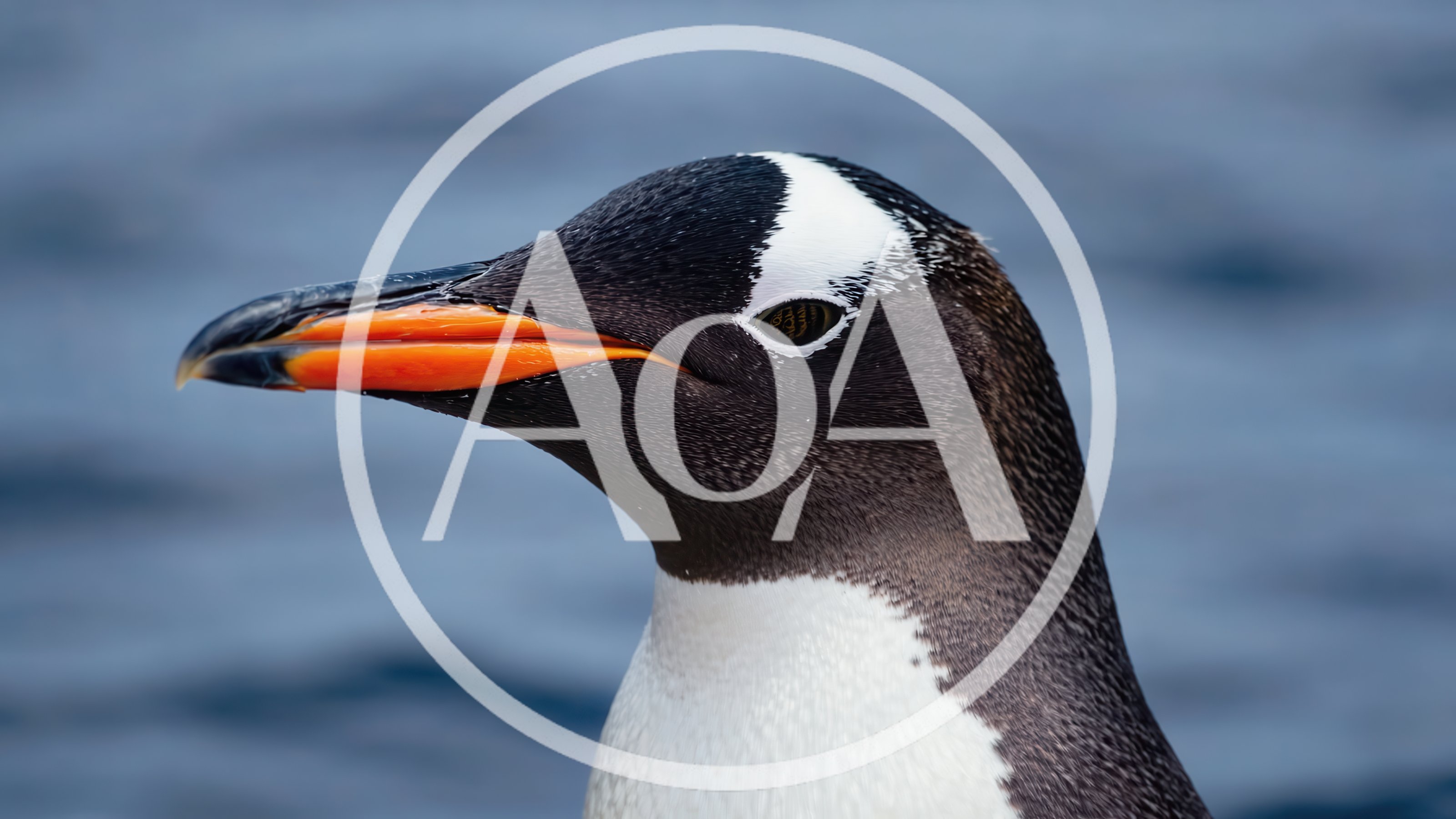 Close Up Portrait Of A Gentoo Penguin