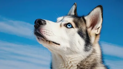 Siberian Husky Dog Looking Up Against Blue Sky