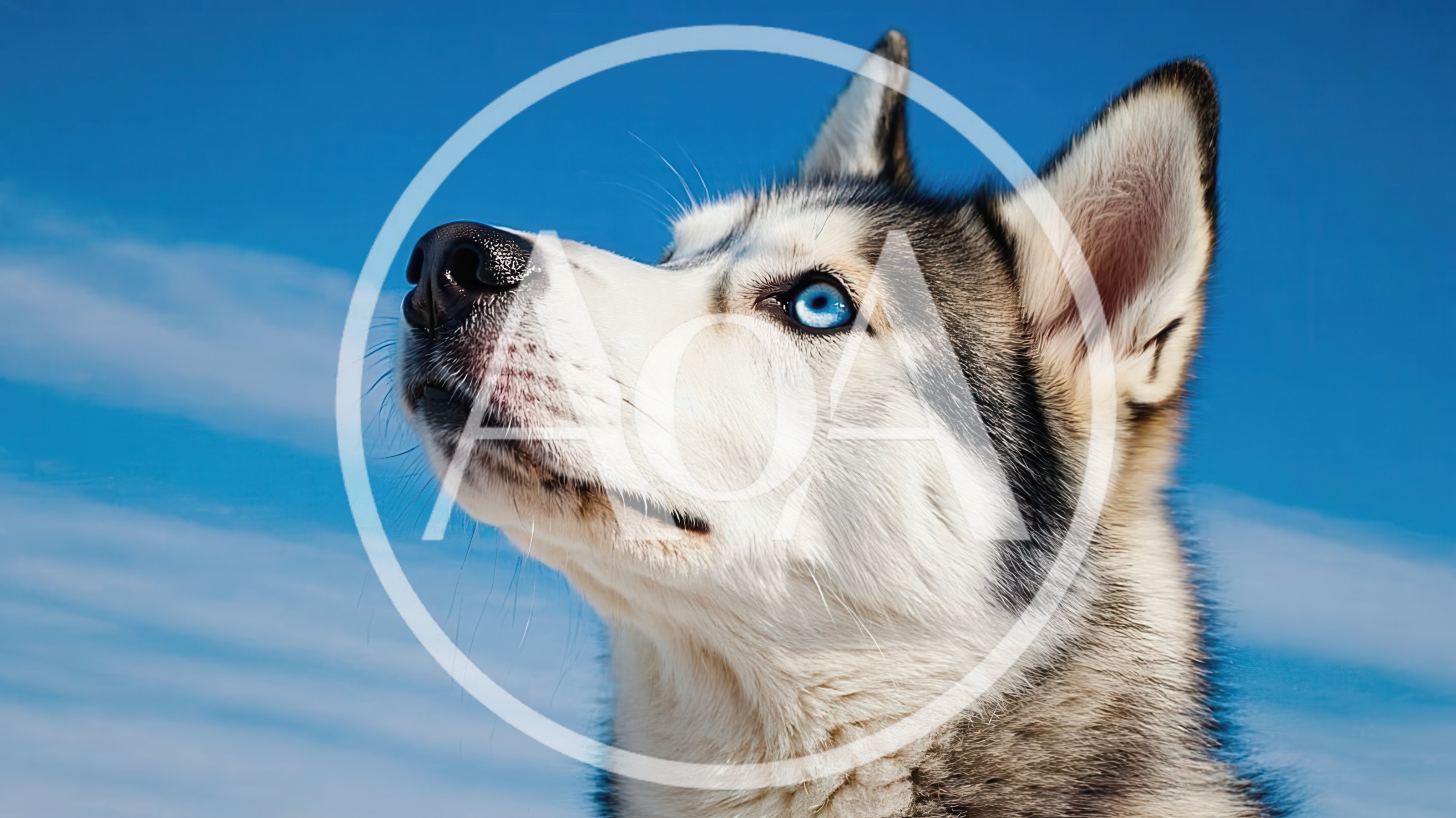 Siberian Husky Dog Looking Up Against Blue Sky