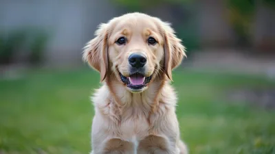 Portrait Of A Happy Golden Retriever Puppy