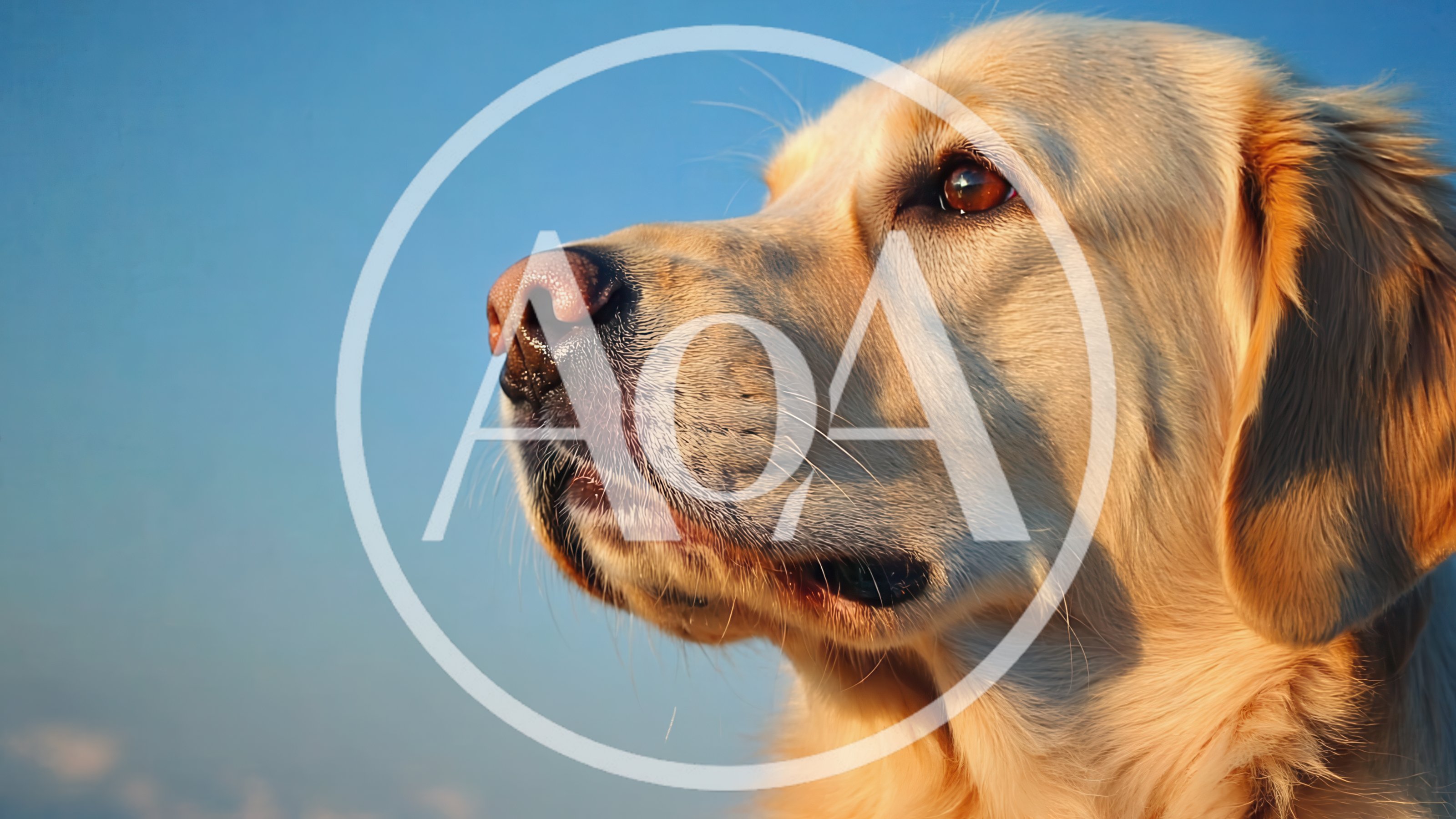 Golden Retriever Dog Profile Portrait Against Blue Sky