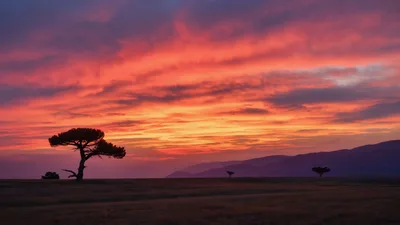 Lone Tree Silhouette Against A Vibrant Sunset Sky
