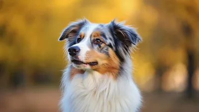 Portrait Of An Australian Shepherd Dog In Autumn