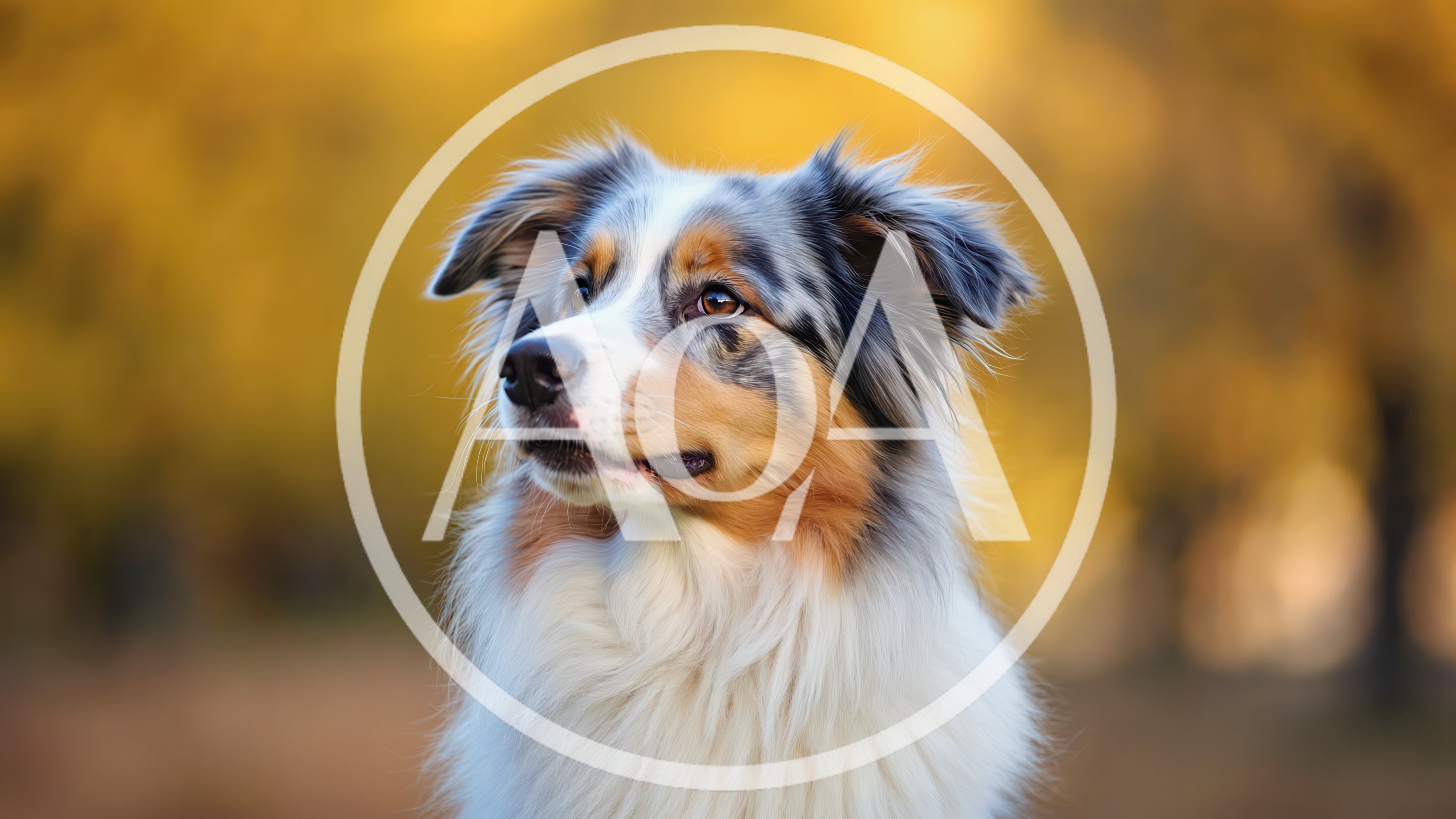 Portrait Of An Australian Shepherd Dog In Autumn