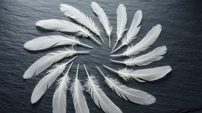 White Feathers Arranged In A Circular Pattern
