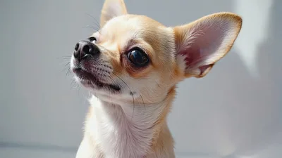 Close Up Portrait Of A Cute Chihuahua Puppy