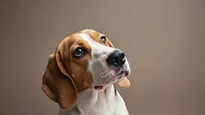 Portrait Of A Beagle Dog Looking Up