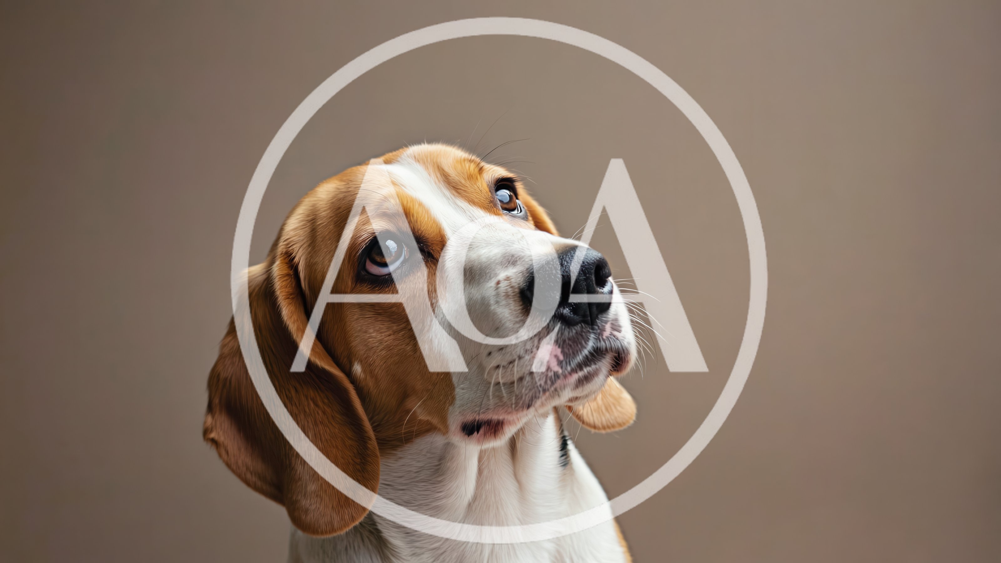 Portrait Of A Beagle Dog Looking Up