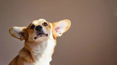 Portrait Of A Cute Corgi Dog Looking Up