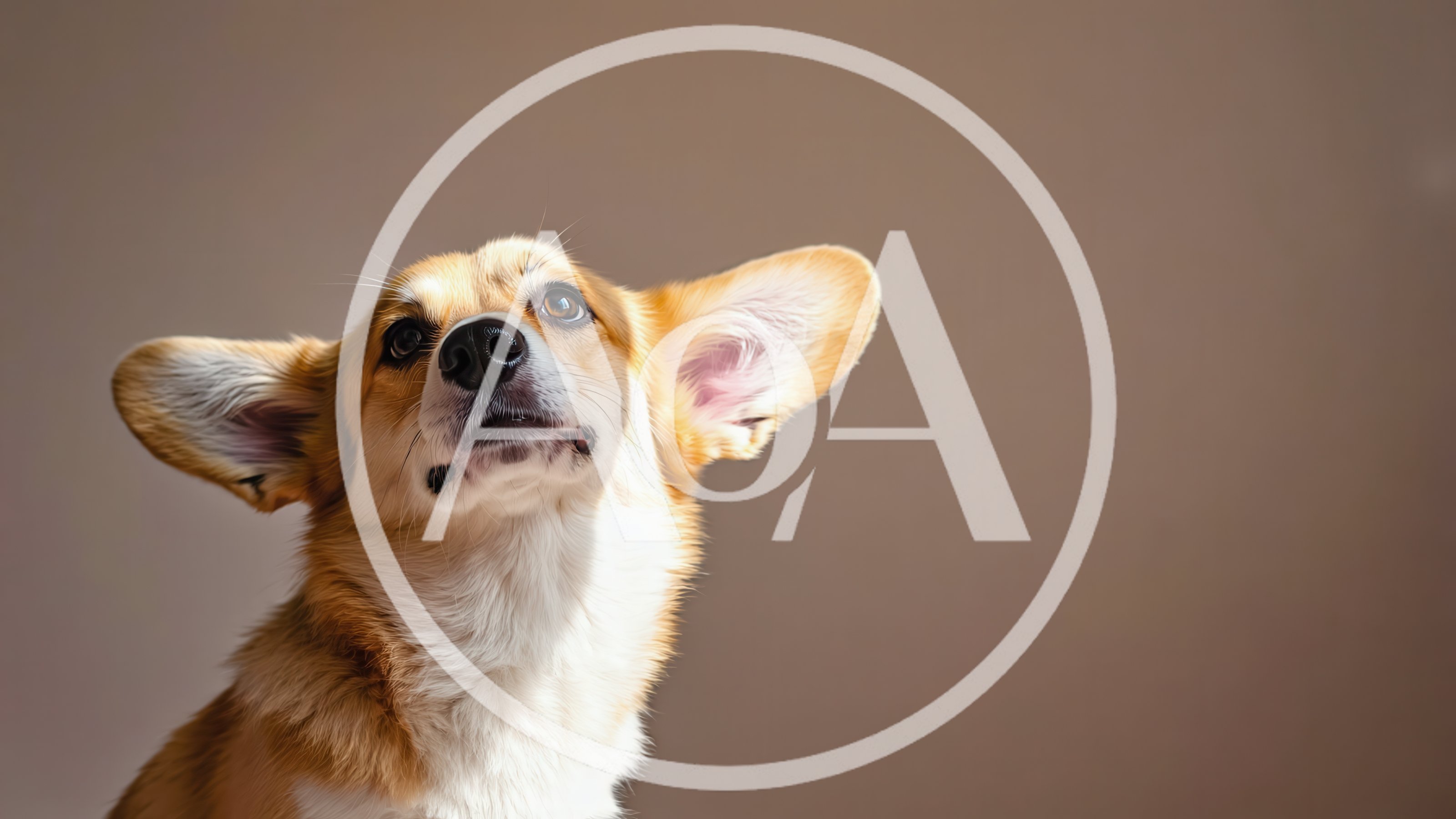 Portrait Of A Cute Corgi Dog Looking Up