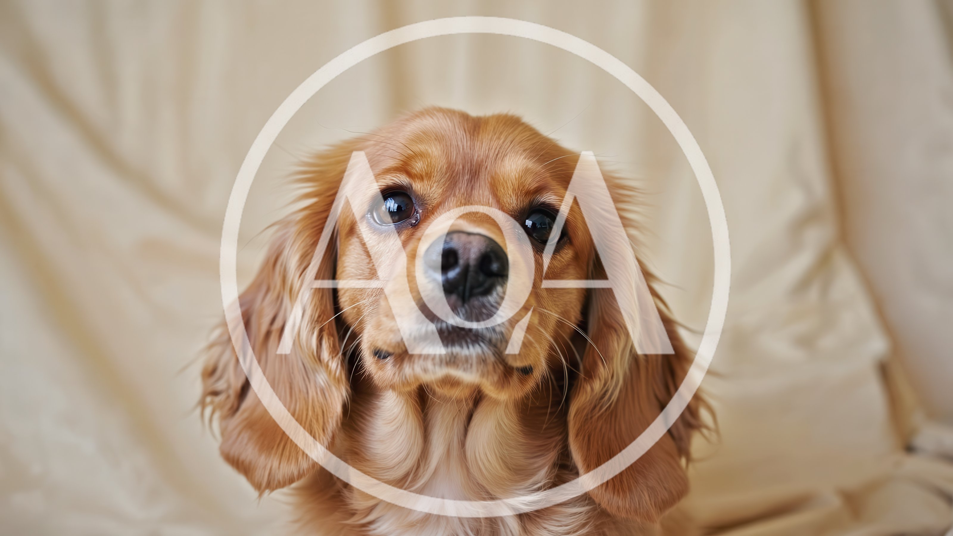 Portrait Of A Golden Cocker Spaniel Dog