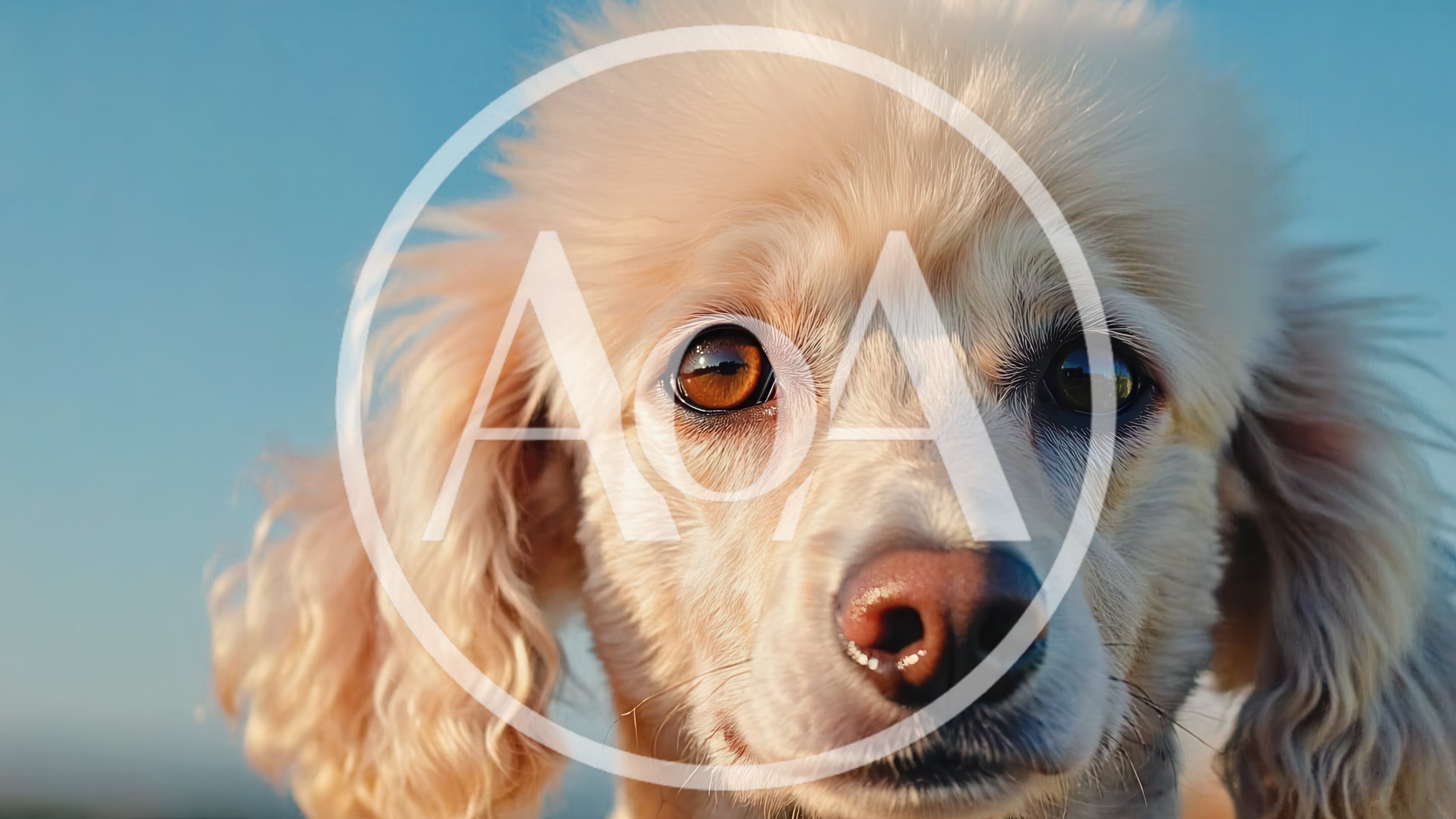Close Up Portrait Of A White Poodle Dog