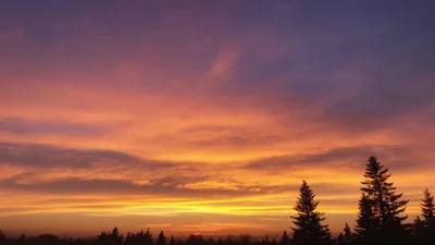 Vibrant Sunset Sky Over Silhouetted Pine Trees