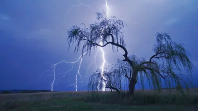 Lightning Strike Behind A Weeping Willow Tree