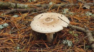 A Single Amanita Mushroom Growing In Pine Forest