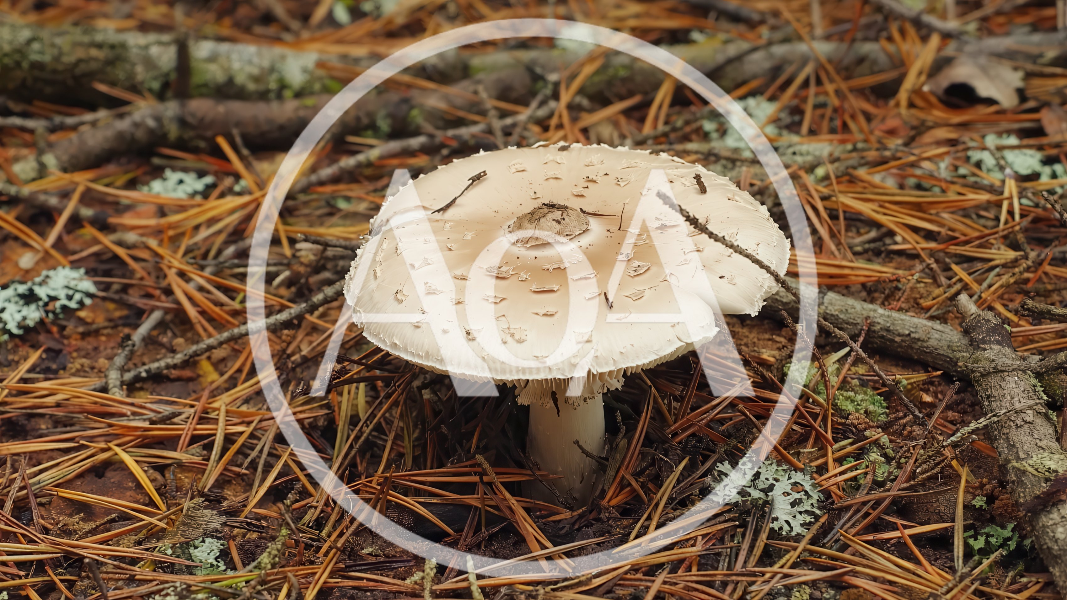 A Single Amanita Mushroom Growing In Pine Forest