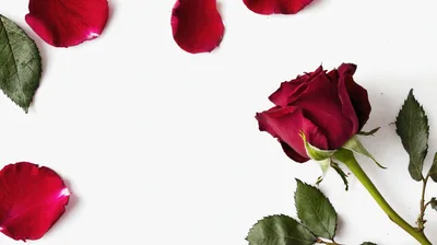 Red Rose With Petals And Leaves On White Background