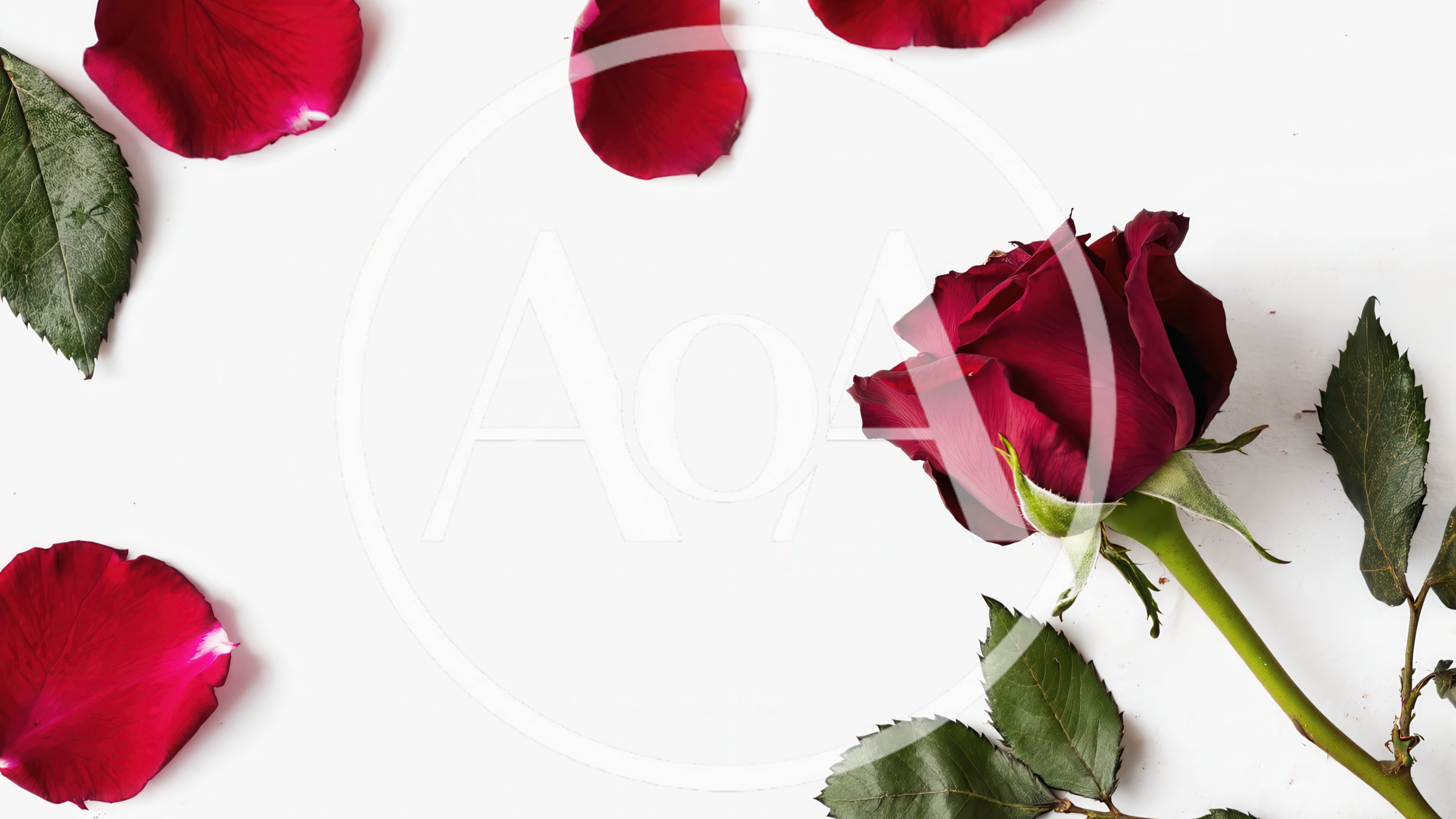 Red Rose With Petals And Leaves On White Background