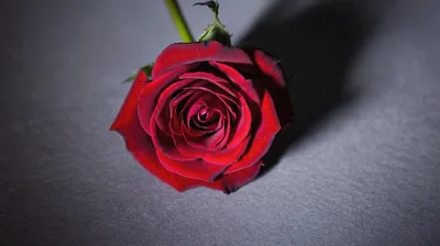 Single Red Rose On Dark Grey Background