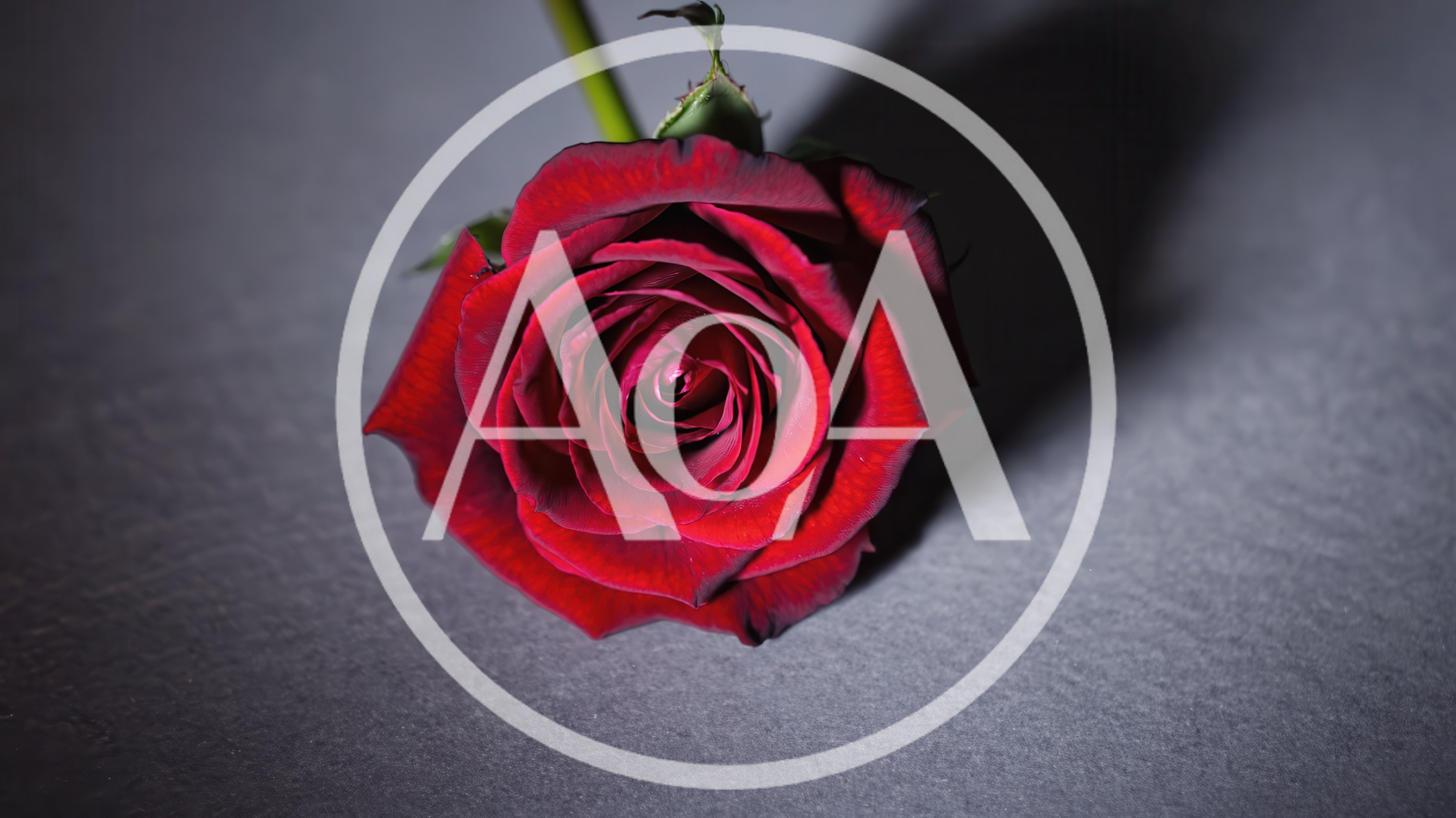 Single Red Rose On Dark Grey Background