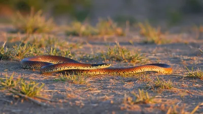 Caspian Whip Snake Slithering on Dry Ground