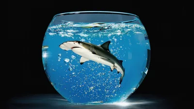 Hammerhead Shark Swimming Inside A Glass Fishbowl