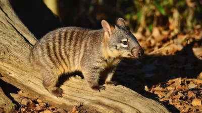 Numbat Standing On A Fallen Log In The Forest