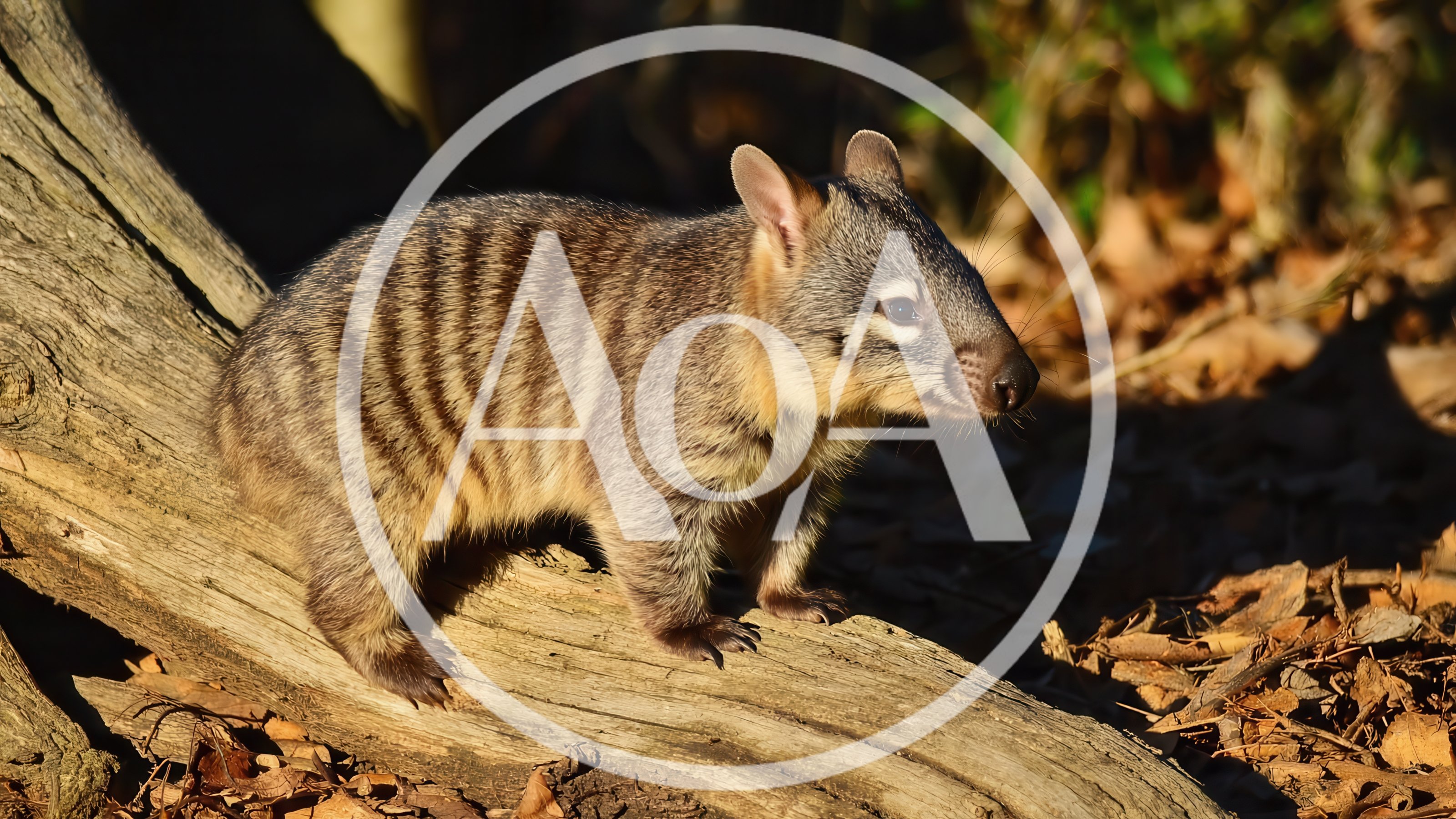 Numbat Standing On A Fallen Log In The Forest