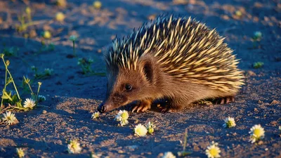 Echidna Foraging Among Small White Flowers