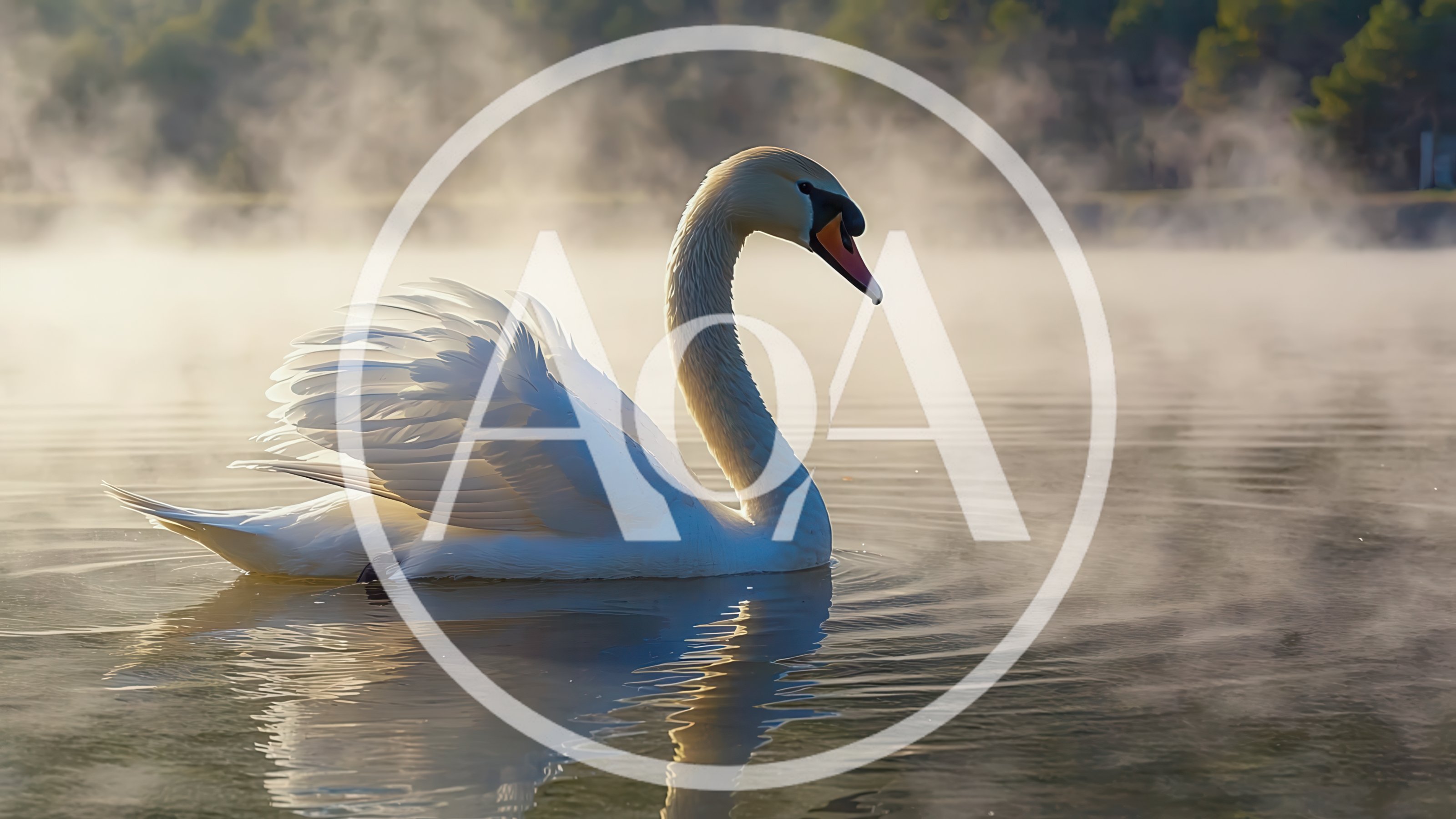 Graceful White Swan Swimming on Misty Lake