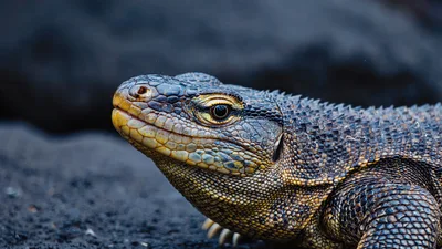 Close Up Portrait Of A Galapagos Marine Iguana
