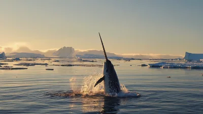 Narwhal Breaching Through Arctic Ocean Waters