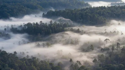 Aerial View Of Misty Forest Landscape