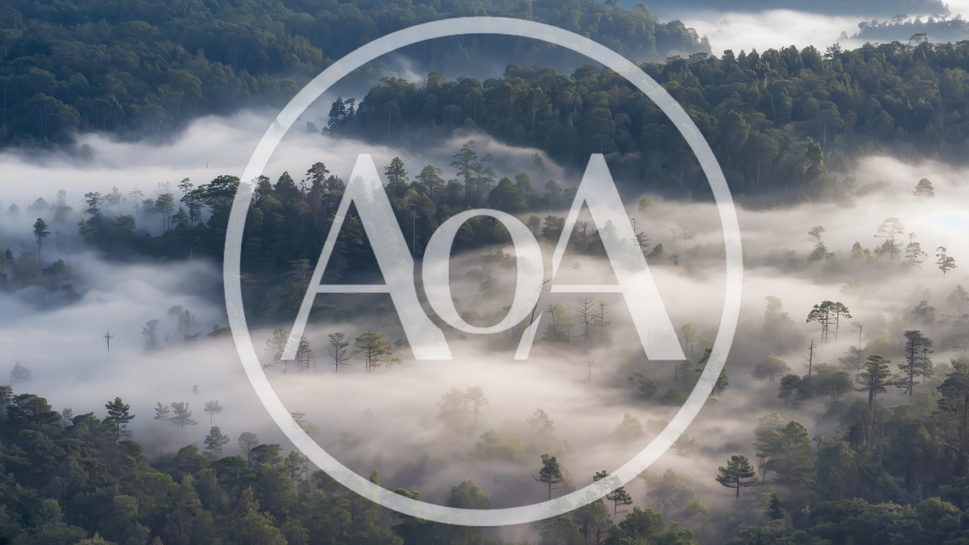 Aerial View Of Misty Forest Landscape