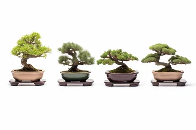 Four Distinctive Bonsai Trees In Ceramic Pots