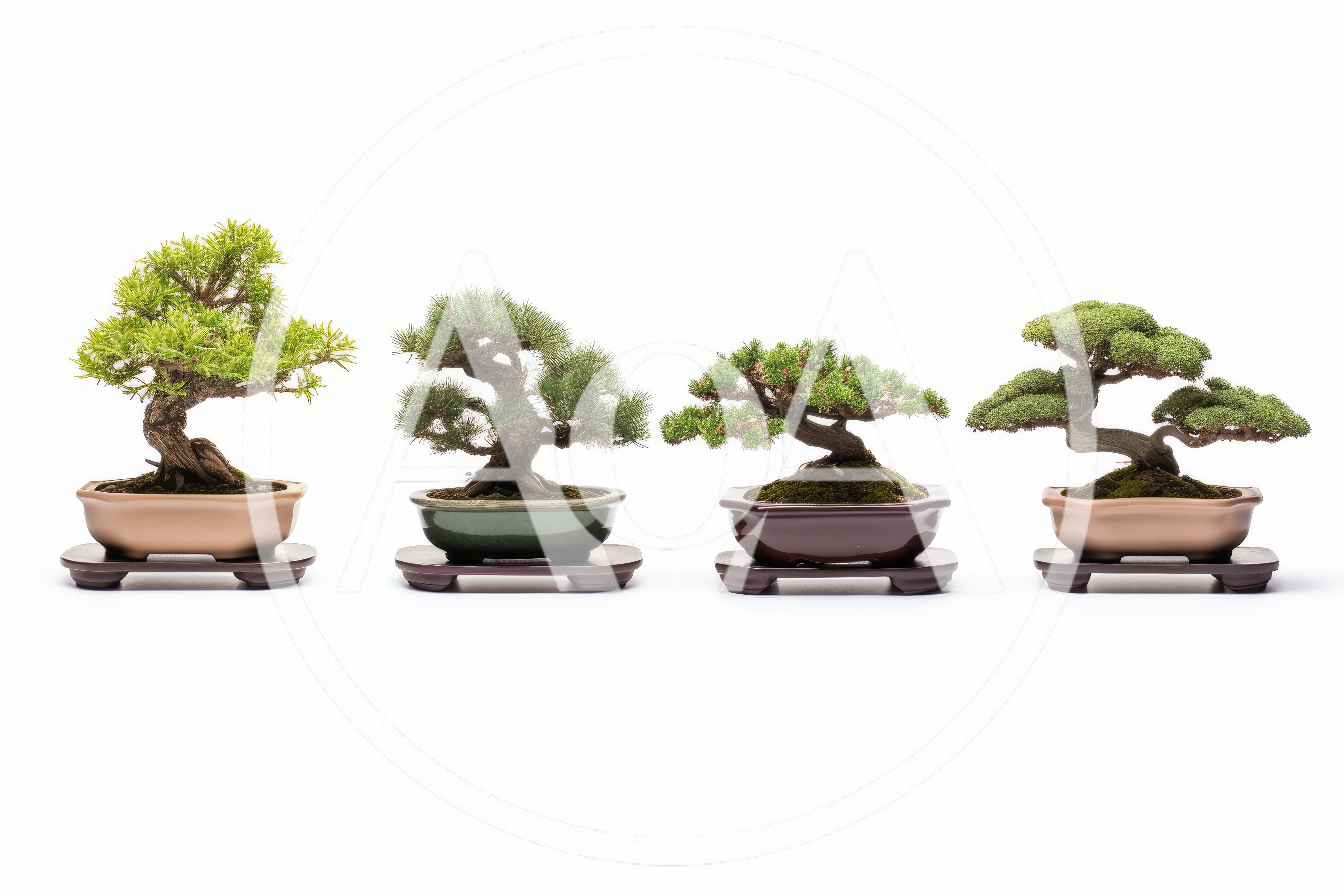 Four Distinctive Bonsai Trees In Ceramic Pots