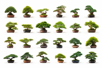 Collection Of Various Potted Bonsai Trees